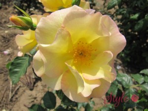 SCENTED GARDEN (shrub)